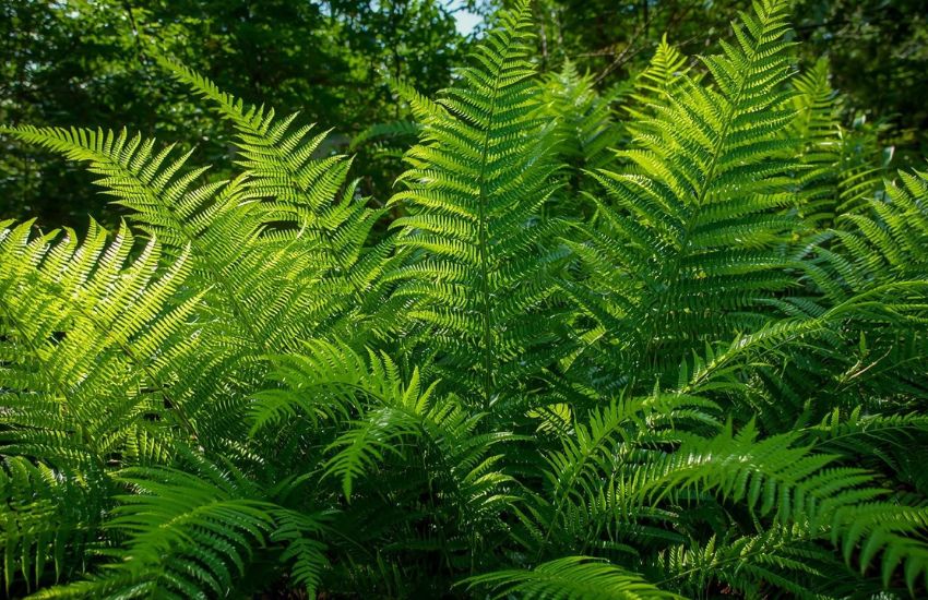 Golden Fern Plant Prices View for Indoor Plants Cart