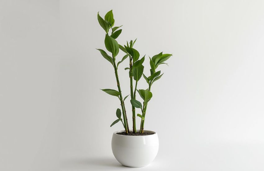 Lotus Bamboo Plant 3 Sticks Price Explained Clearly