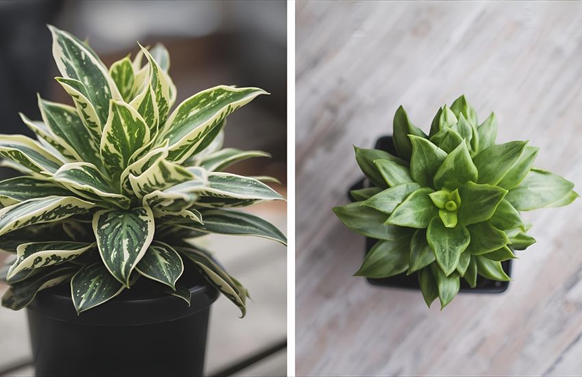 Understanding Variegated Jade Plant Prices and Trends