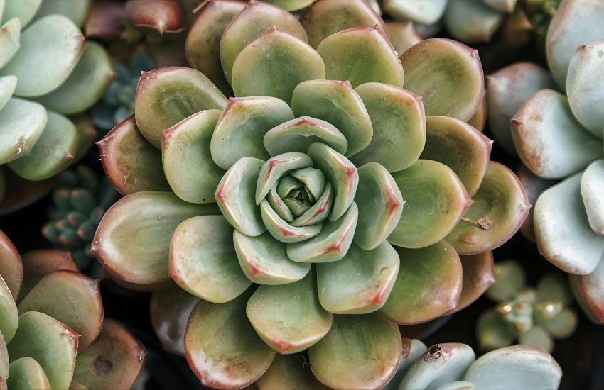 Echeveria Hybrid Plant Price Guide for Succulent Plants