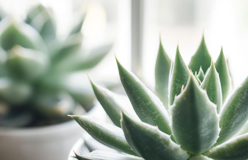 Haworthia Turgida Price Guide for Affordable Succulent Cactus Buyers