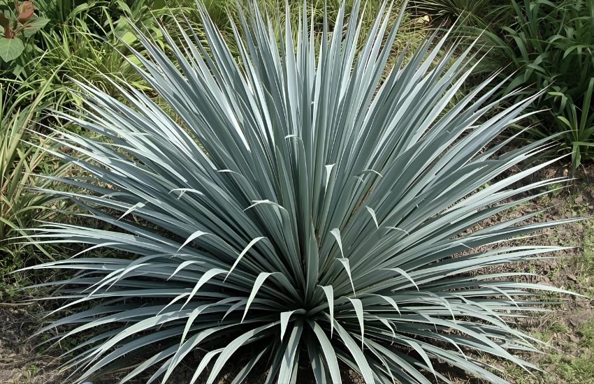 Understanding Yucca Silver Plant Prices for Indoor Plants