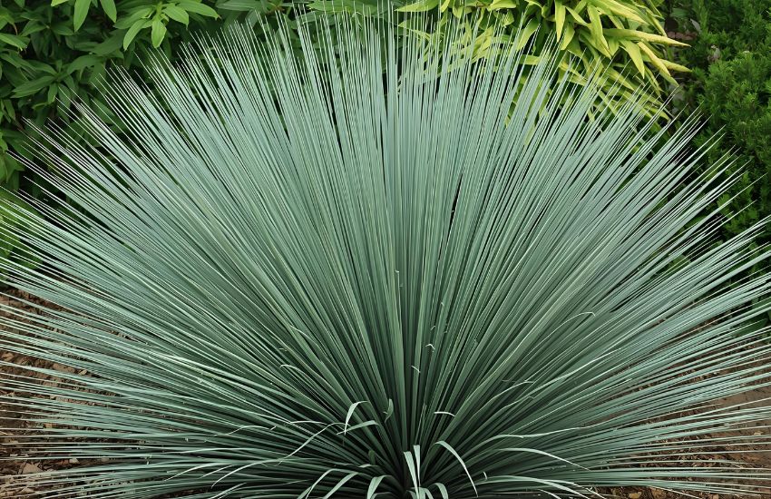 Advantages of Owning Silver Anniversary Yucca Foliage