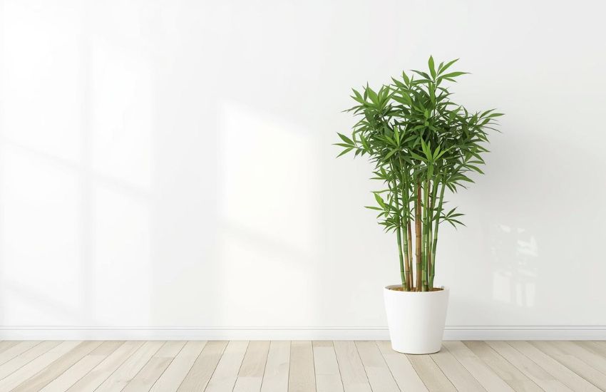 Lucky bamboo 2 layer plant prices review market trends