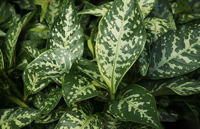 Reviewing Dieffenbachia Cheetah Plant Prices for Indoor Plant Buyers