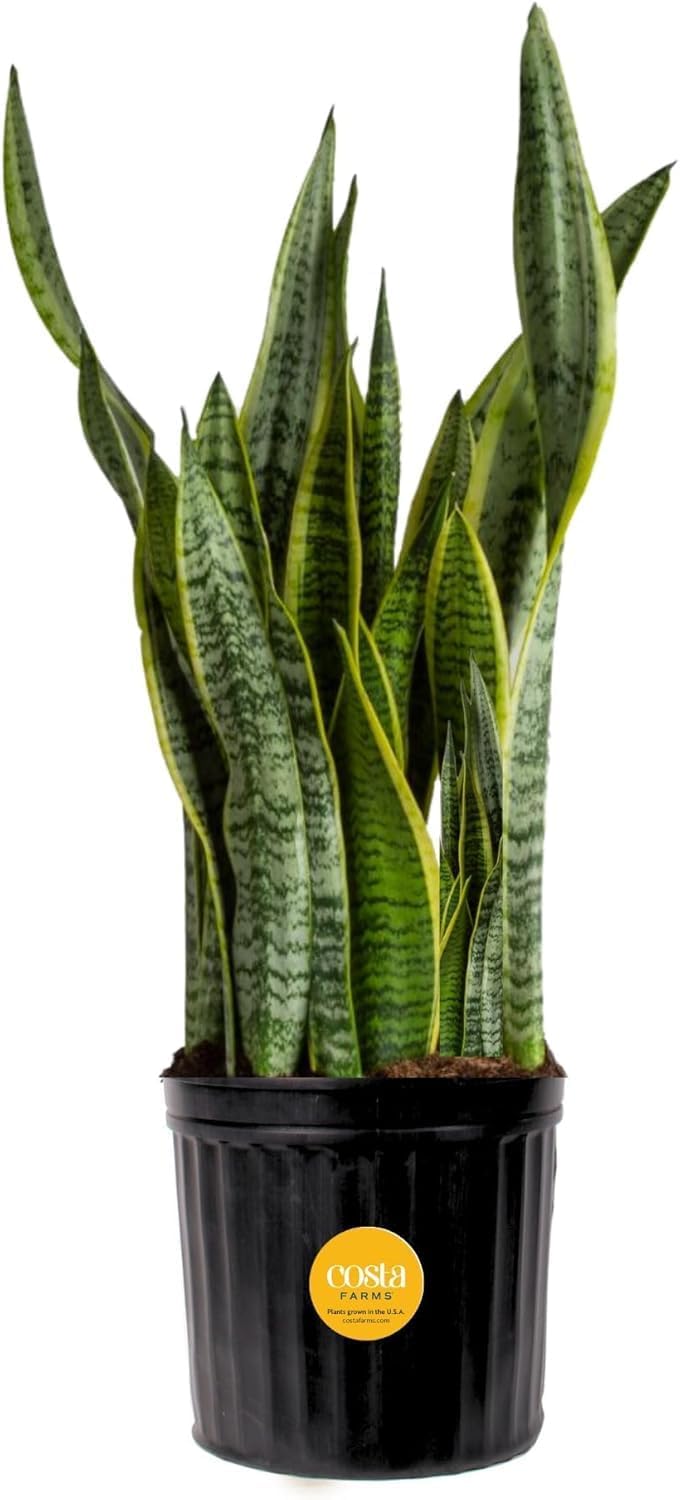 Costa Farms Snake Plant