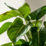 Philodendron xanadu plant – golden price Guide for Every Home and Office