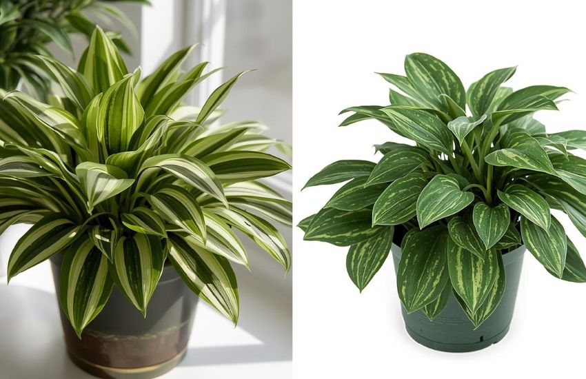 Money Plant Variegated Set of 2 Price Insights