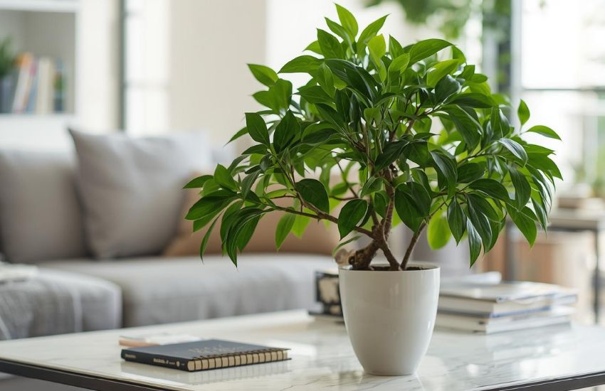 Money Tree Price Guide For Indoor Plant Collection Homes
