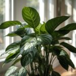Philodendron xanadu plant - green price Guide for Smart Buyers