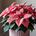 Poinsettia Pink Plant With Oslo Planter Price and Flower Guide
