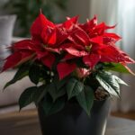Poinsettia Red Plant with Oslo Planter Price: Best Value for Your Home