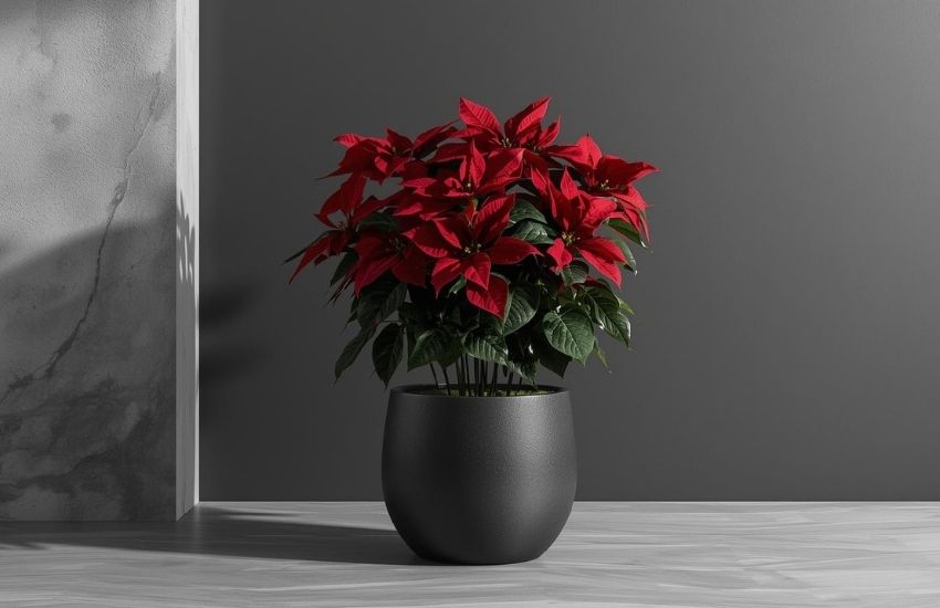 Poinsettia Red Plant with Oslo Planter Price, Shipping, and Customer Reviews