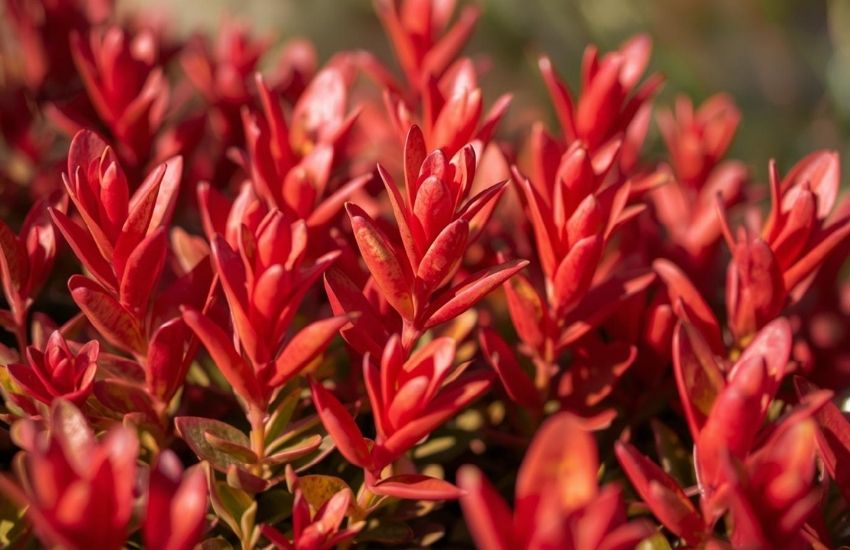 Red Euphorbia Plant Price: Find Quality and Affordable Options
