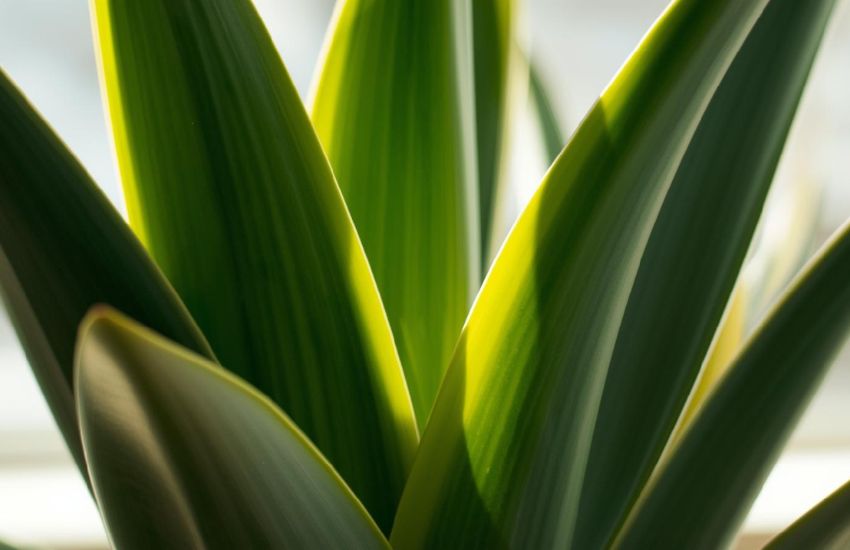 Factors Influencing Sansevieria Whitney Snake Plant Price and Shipping Costs