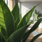 Snake Plant - Futura Superba Price Guide for Sansevieria Lovers