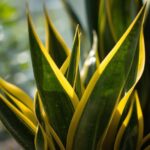 Snake Plant - Golden Hahnii Price Guide for Sansevieria Lovers