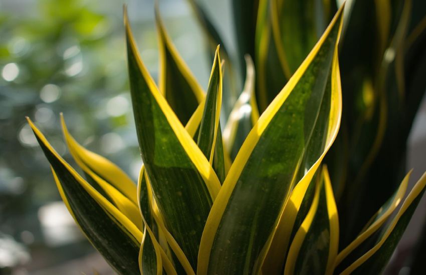 Snake Plant - Golden Hahnii Price Guide for Sansevieria Lovers
