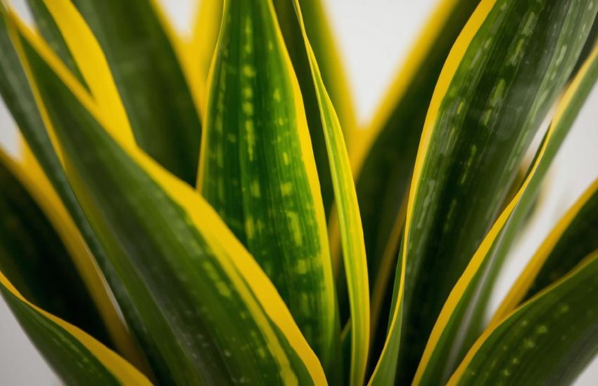 Key Golden Hahnii Snake Plant Price Trends Every Buyer Should Know