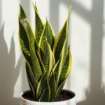 Snake Plant - Golden: Your Guide to Sansevieria for Indoor Air and Style