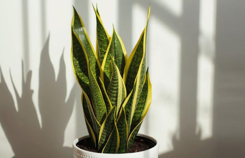 Snake Plant - Golden: Your Guide to Sansevieria for Indoor Air and Style
