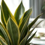Snake Plant – Golden Hahnii Care and Pricing Guide for Sansevieria Lovers