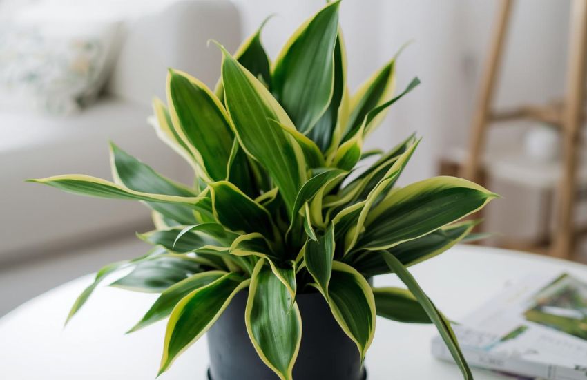 Snake Plant Green Price Guide For Indoor Pot Plants
