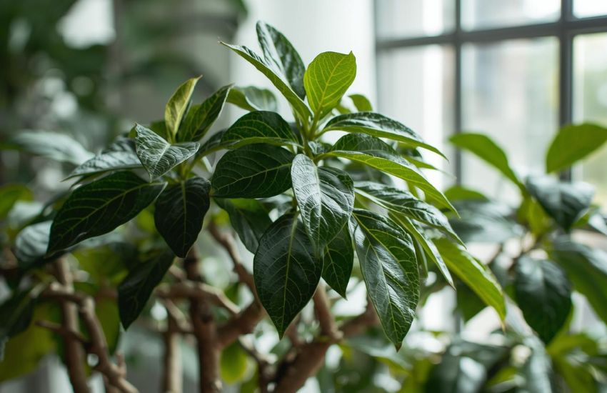 Netted ficus tree price insights for indoor plants buyers