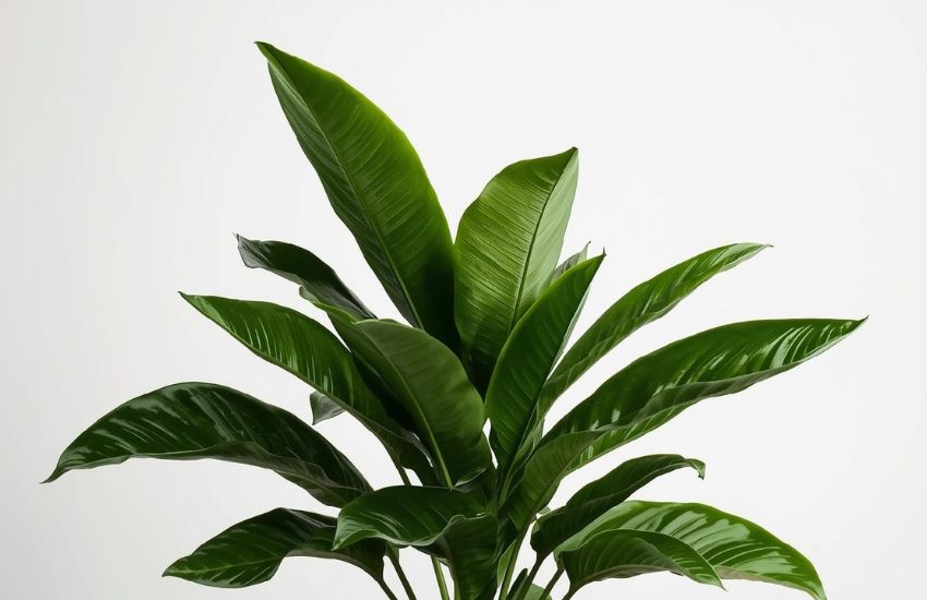 Peacock plant price trends for large calathea indoor plants