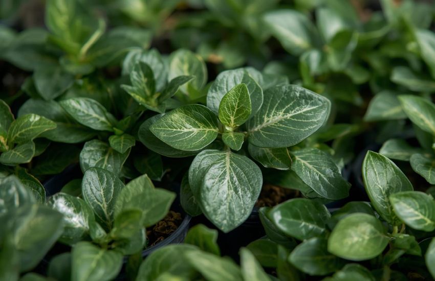 Peperomia green plant prices and market trends overview