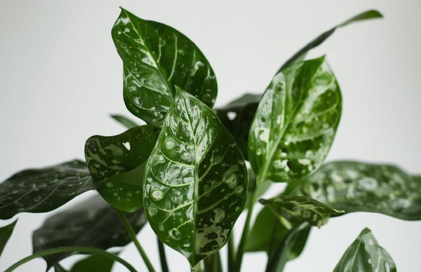 Plant Prices and Market Trends for Philodendron Birkin Indoor Plants